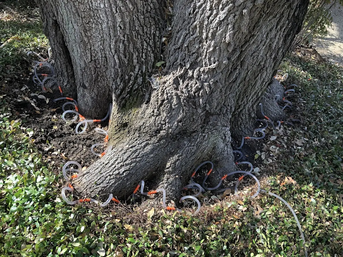Detailed Tree Cabling and Bracing job site in Mooers