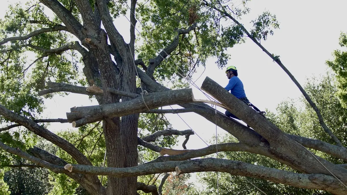 Professional Crown Thinning performed by certified arborists in Mooers