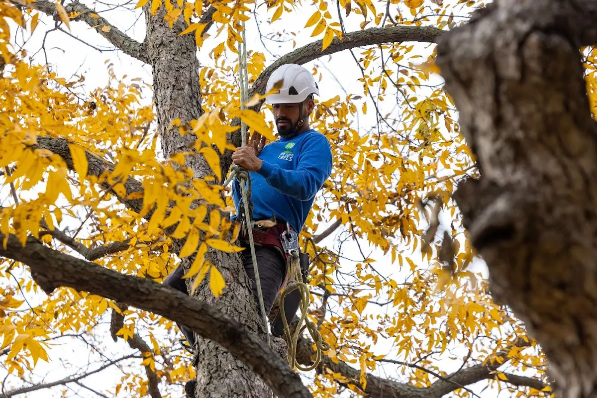 Skilled Tree Trimming crew working in Mooers